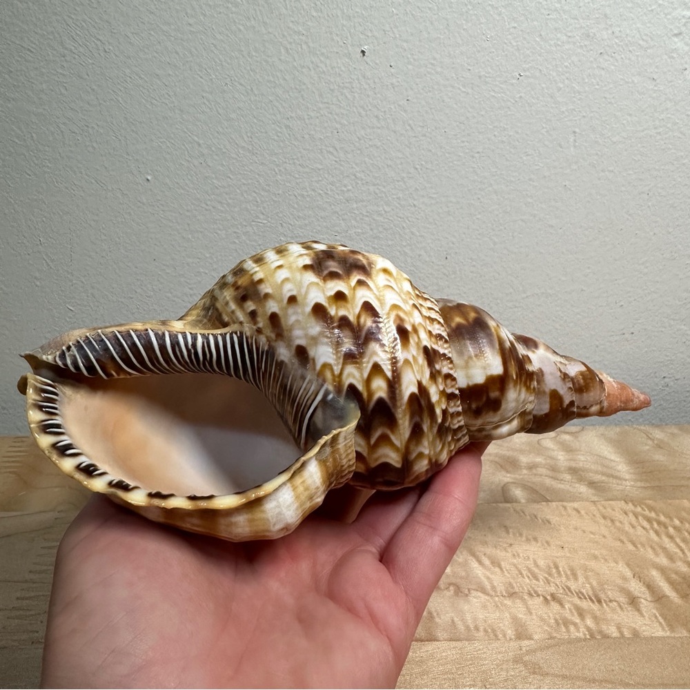 Charonia tritonis 8" Large Snail shell Specimen Tritons Trumpet Rare Claws